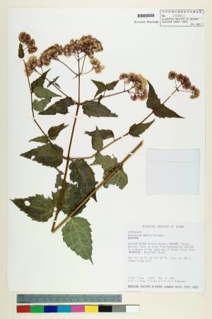 Eupatorium amabile Kitam._標本_BRCM 5768