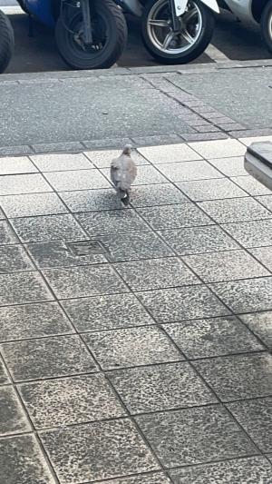 珠頸斑鳩