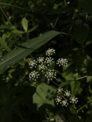 水芹菜