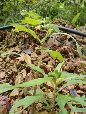 野茼蒿