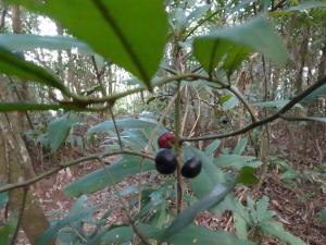 小葉樹杞