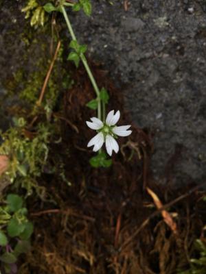 阿里山繁縷