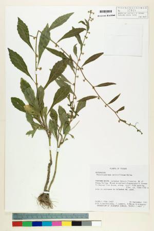 Rhynchospermum verticillatum Reinw._標本_BRCM 7379