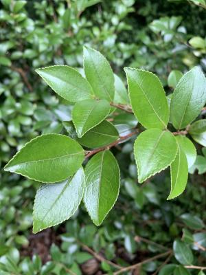 短柱山茶