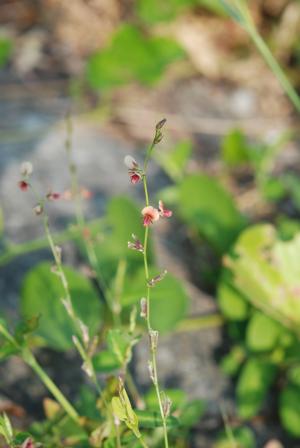 圓葉鏈莢豆