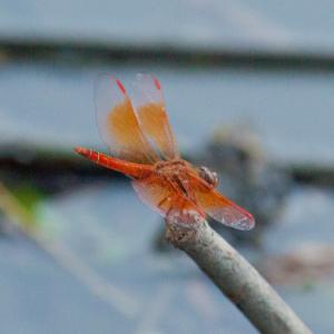 黃翅蜻  (褐斑蜻蜓)