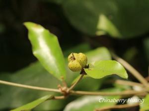 裏白巴豆