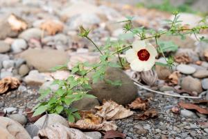 刺芙蓉