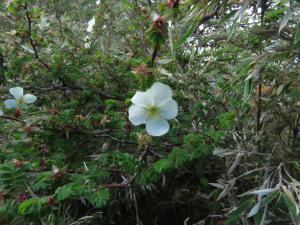 玉山野薔薇