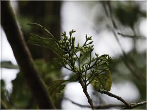 茜草樹