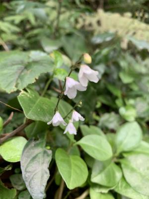 鐘花草 (鐘刺草)