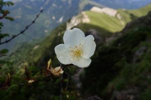 高山薔薇