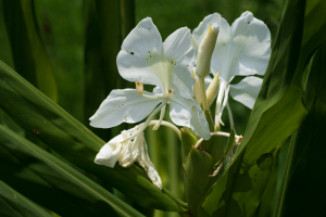 野薑花