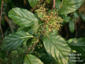 臺灣山桂花