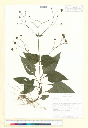 Adenostemma lavenia (L.) Kuntze_標本_BRCM 7390