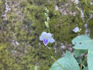 小花寬葉馬偕花