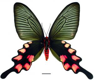 Byasa impediens febanus (Fruhstorfer, 1908) 長尾麝鳳蝶