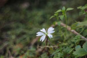 阿里山繁縷