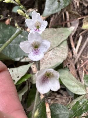 鐘花草 (鐘刺草)