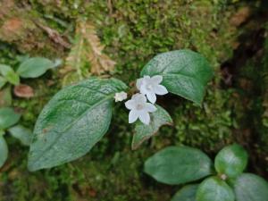 白花蛇根草