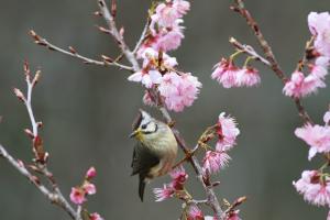 冠羽畫眉