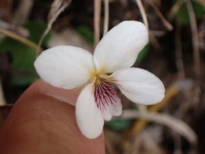 雪山堇菜