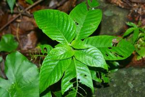 小花蛇根草