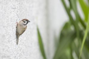 麻雀