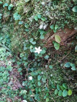 阿里山繁縷