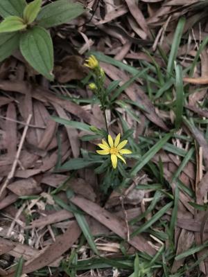 一枝黄花 (金鎖 野黄菊)