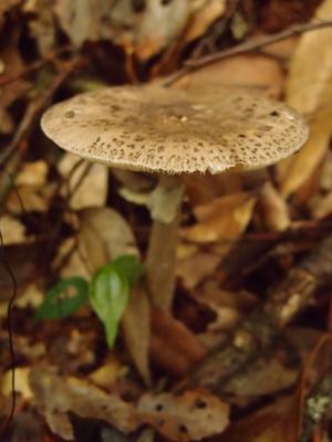 Amanita spissacea(角鱗白鵝膏)