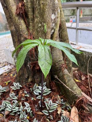 七葉一枝花