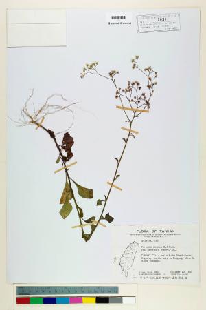 Vernonia cinerea (L.) Less. var. parviflora (Reinw.) DC._標本_BRCM 5087
