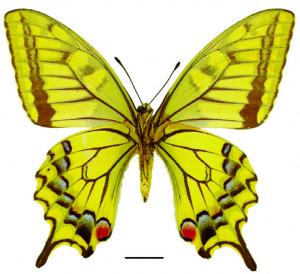 Papilio machaon sylvina Hemming, 1933 黃鳳蝶