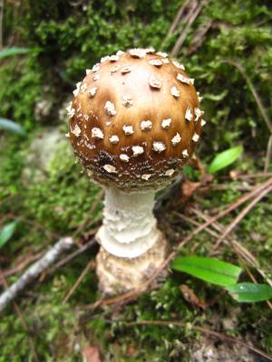 Amanita pantherina(豹斑鵝膏)