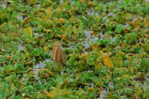 20101106 黃小鷺@花蓮怡園魚塭 2