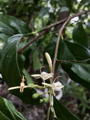 茜草樹