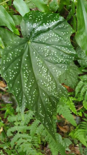 水鴨腳秋海棠