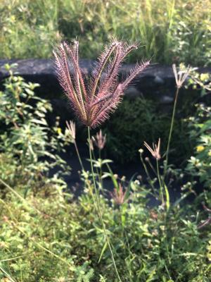 虎尾草、刺虎尾草、孟仁草