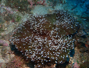 壯麗雙輻海葵（公主海葵、巨大異輻海葵）