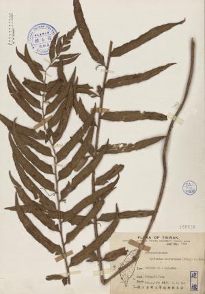 Cyrtomium hookerianum (Presl) C. Chr._標本_BRCM 4031