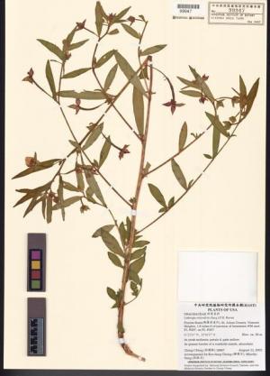 Ludwigia octovalvis (Jacq.) P.H. Raven_標本_BRCM 7790
