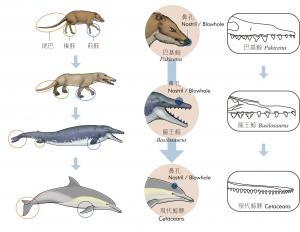 鯨豚與哺乳動物演化比較