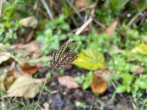 虎尾草、刺虎尾草、孟仁草