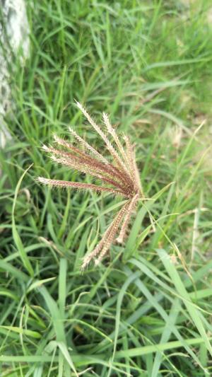 虎尾草、刺虎尾草、孟仁草