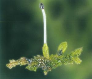 刺毛裂萼蘚