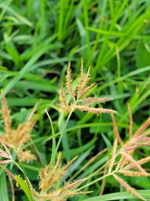 香附子 (香頭草)