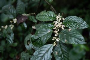 臺灣山桂花