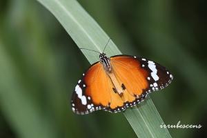 N02-4 金斑蝶