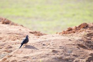 珠頸斑鳩(指名亞種)